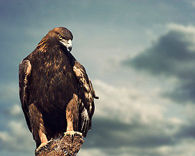 Regal eagle